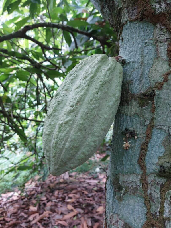 Fruto do Cacau